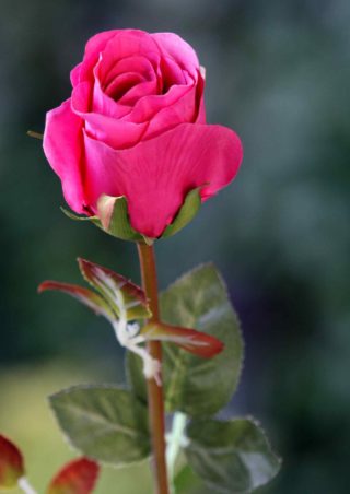 Rose Bud Medium