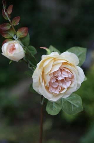 Rose - Old English with bud 