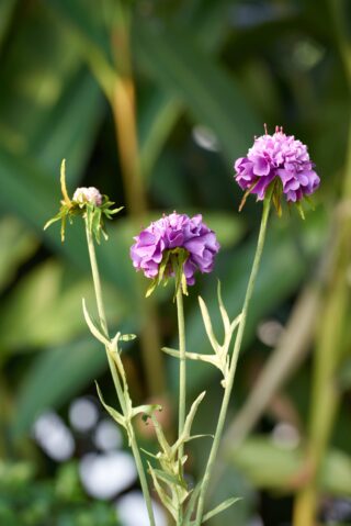 Scabious