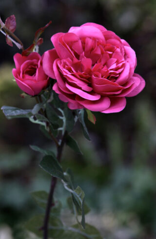 Rose - Old English with bud