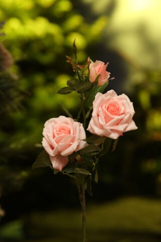 Rose Hybrid Tea Spray