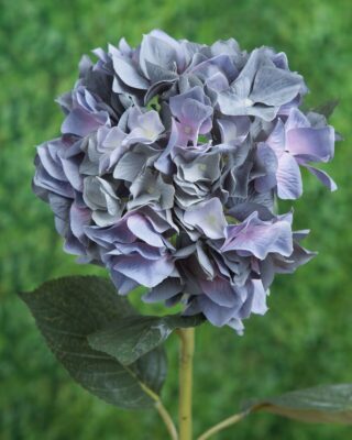 Hydrangea - Dusky Blue - Faux