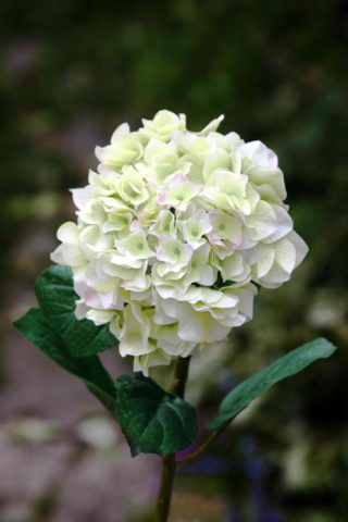 Hydrangea - Green with a touch of pink - Mezu Silk Flowers