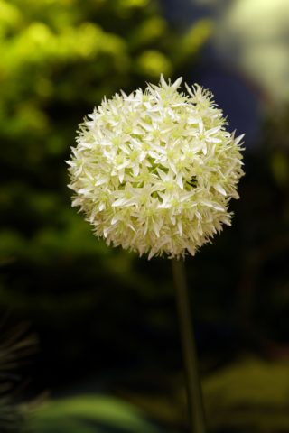 Allium - Ivory - Faux