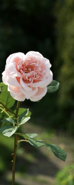 Old English Rose Single Blush Pink