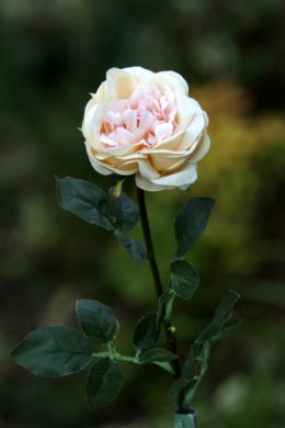 Old English Rose  Single Pale Apricot
